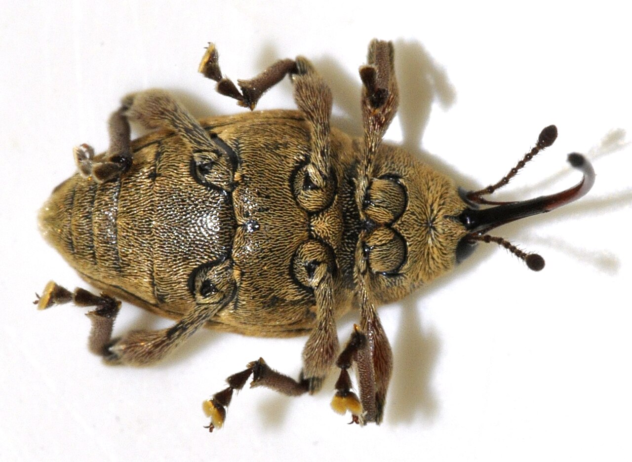 Curculione della nocciola (Curculio nucum), il parassita più pericoloso della nocciola con il caratteristico lungo rostro