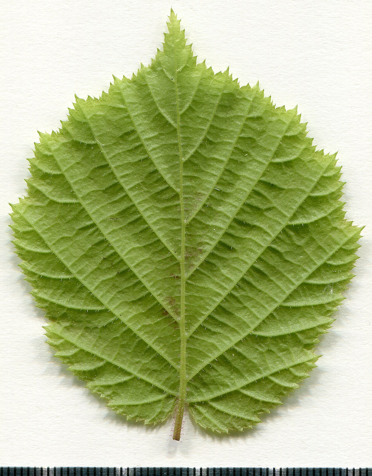 Foglia di nocciolo: obovata, base cordata, margine doppiamente dentato