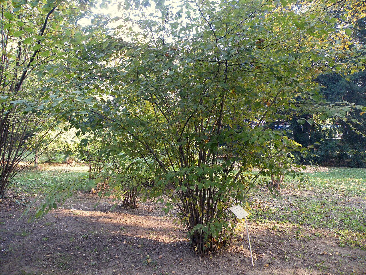 Corylus avellana arbusto in giardino