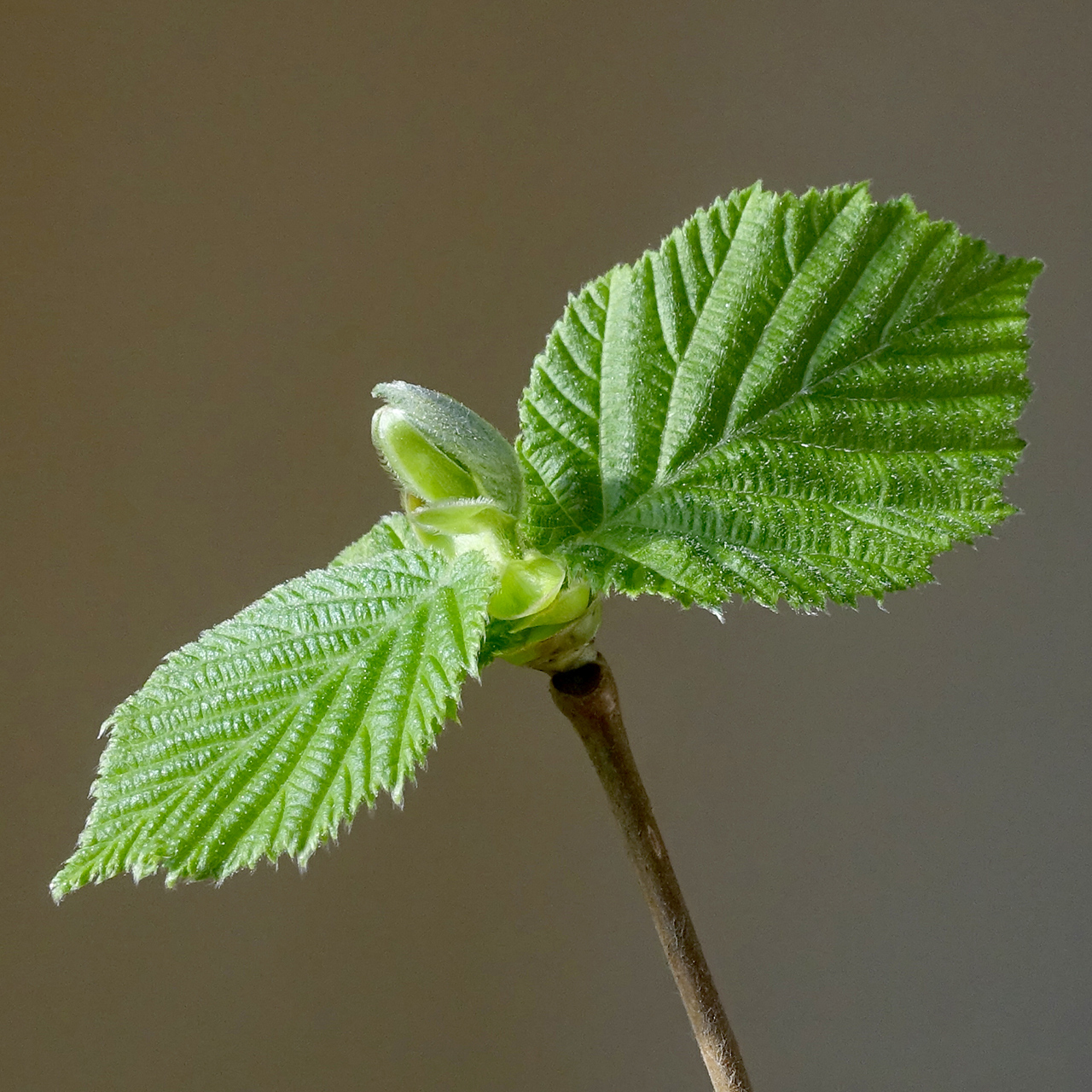 Foglia di nocciolo (Corylus avellana), principale fonte di assimilati