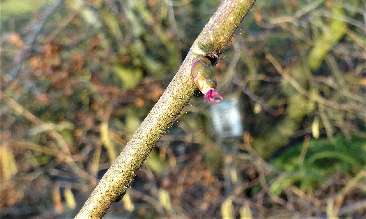 Fiore femminile del nocciolo con stimmi rossi (Corylus avellana)