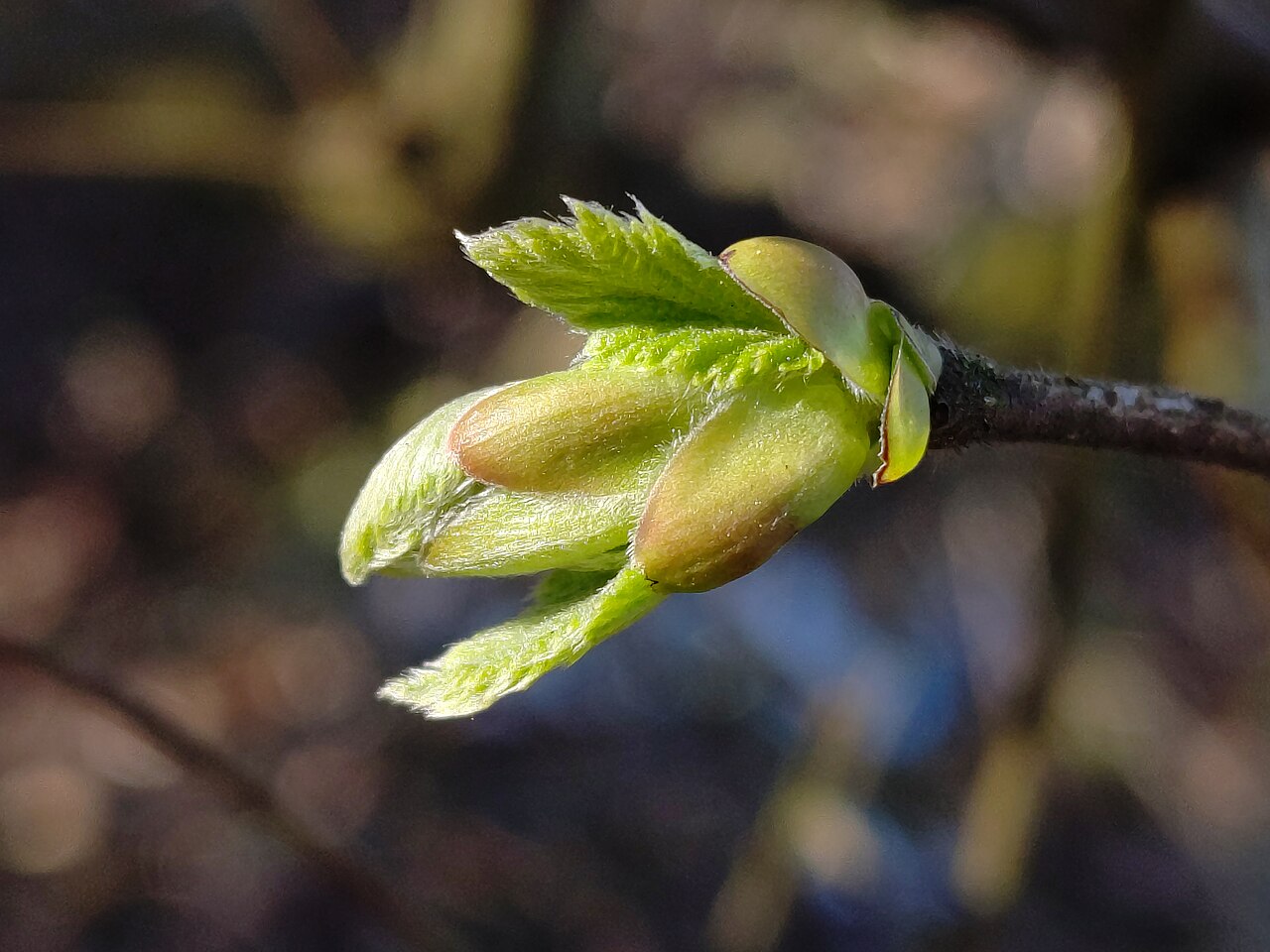 Noccioleto in dormienza (inverno) — chioma aperta e aerata lascia passare la luce all'interno