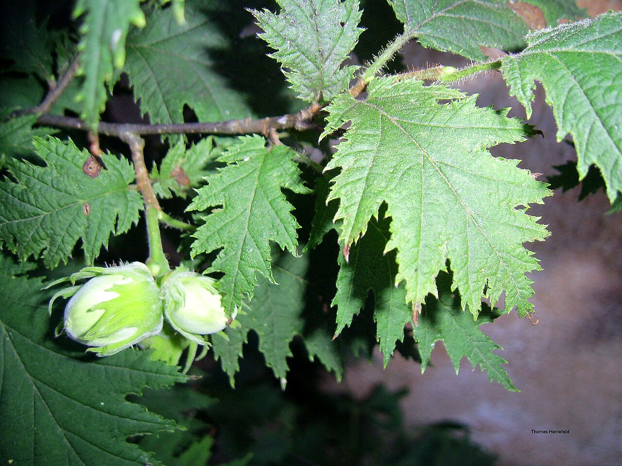 Foglie di nocciolo e frutti verdi