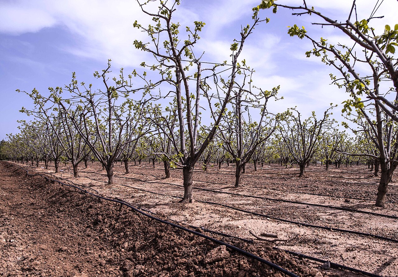Sistema di irrigazione nel noccioleto