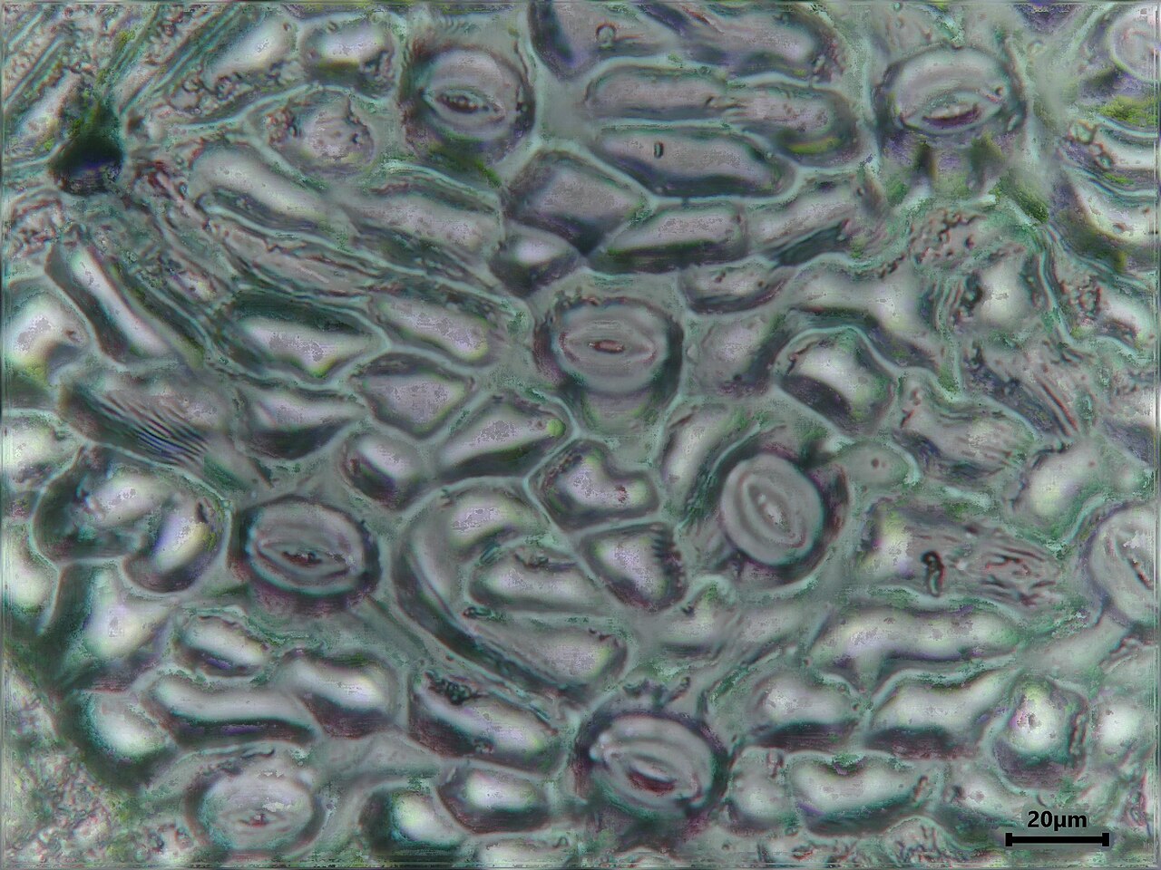 Impressione dell'epidermide della foglia di nocciola (Corylus avellana) con stomi visibili, ingrandimento 400x
