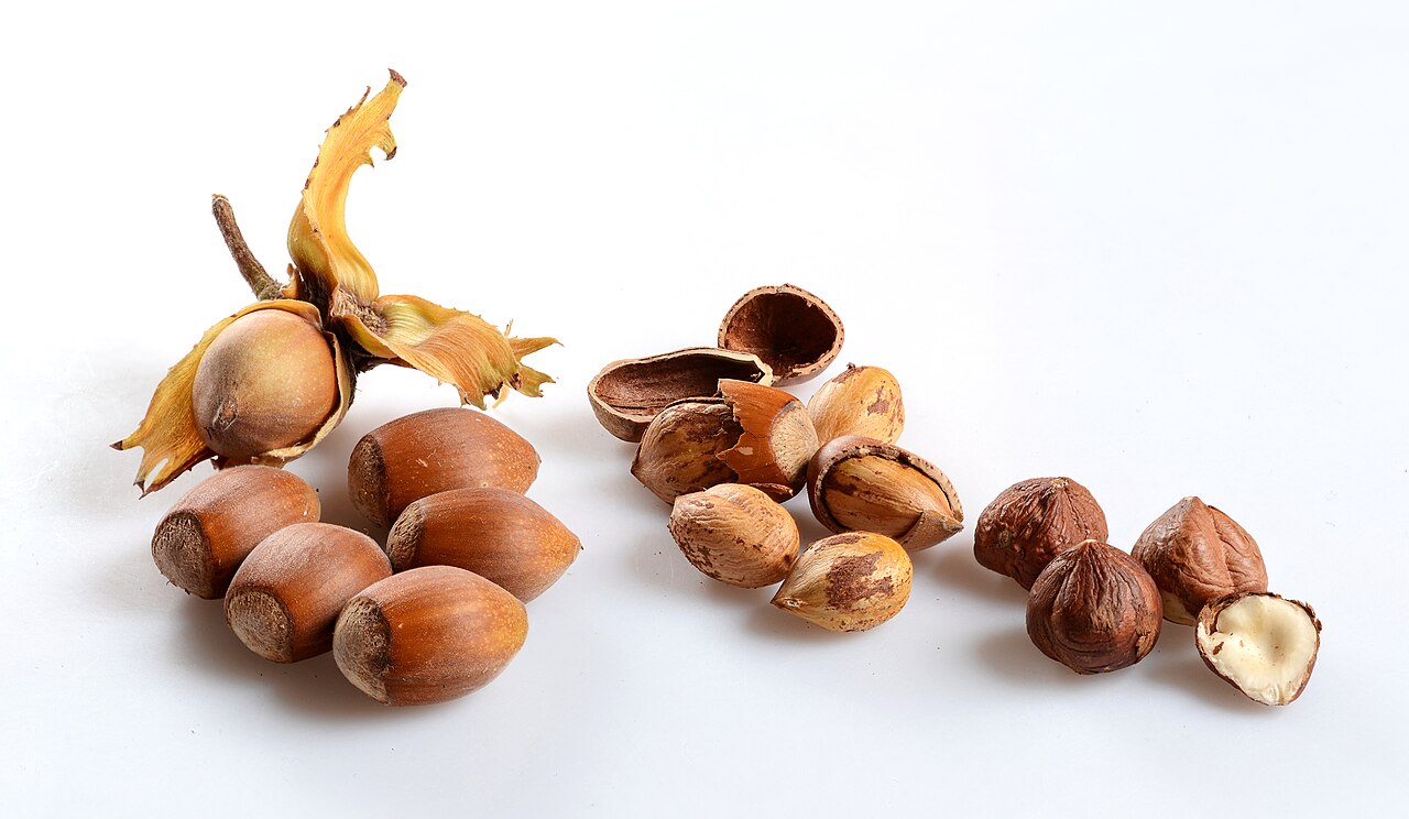 Frutti maturi di nocciola: frutto nell'involucro (cupola), frutti nel guscio e nocciole sgusciate