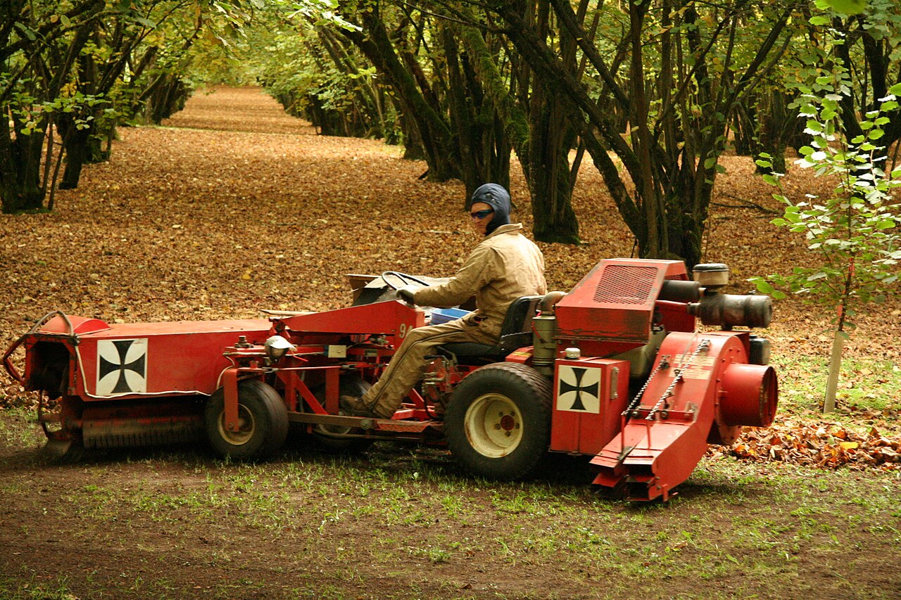 Macchina per la raccolta delle nocciole dal suolo durante la raccolta nel noccioleto