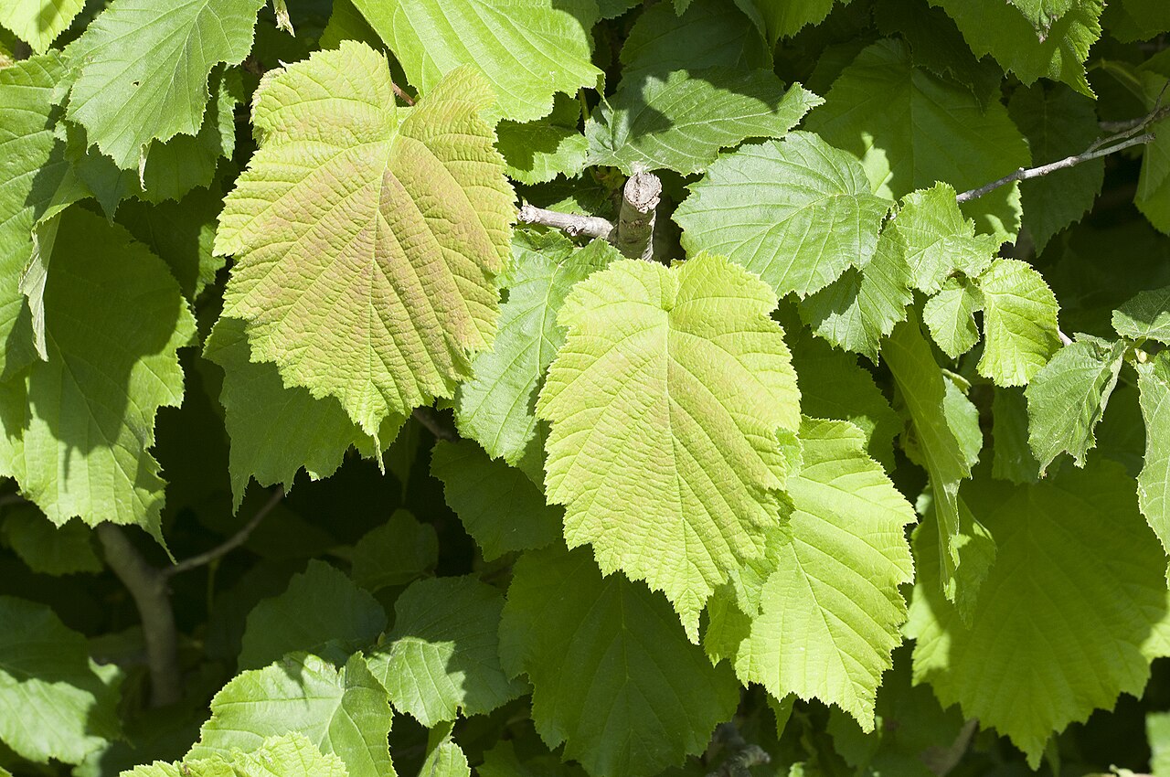 Foglie di nocciolaia, principale organo vegetativo che si sviluppa dopo la fioritura