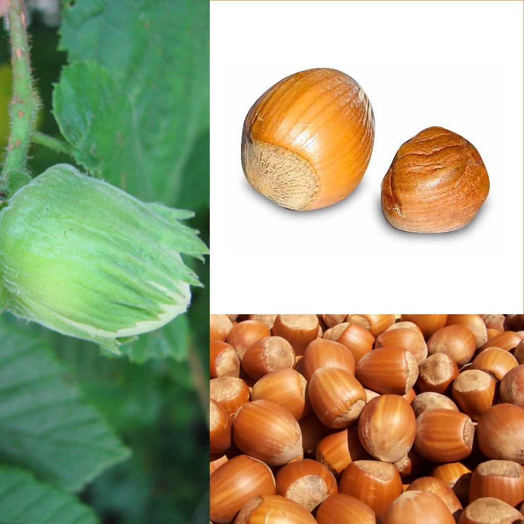 Frutti verdi in sviluppo della nocciolaia avvolti dall'involucro fogliare verde (involucro)