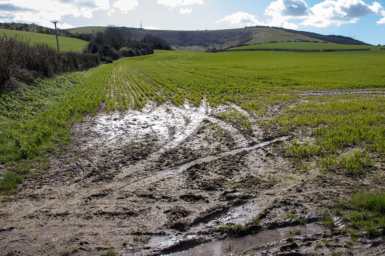 Terreno agricolo paludoso con acqua trattenuta — sfavorevole per il nocciolo