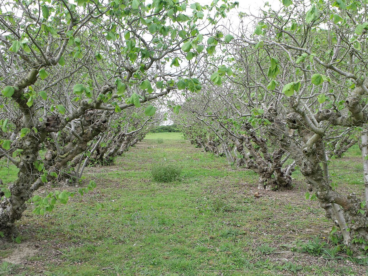 Noccioleto su terreno leggermente inclinato