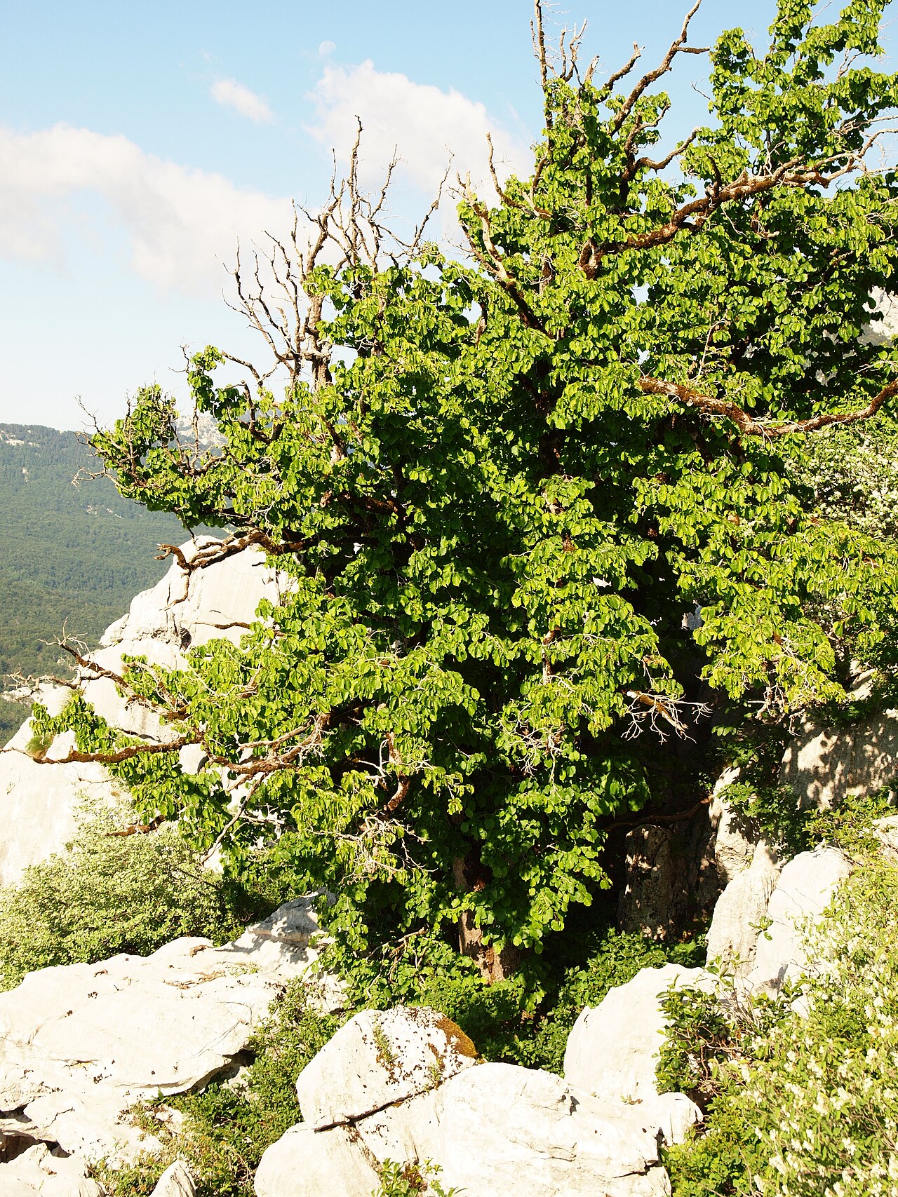 Albero di nocciolo su pendio roccioso