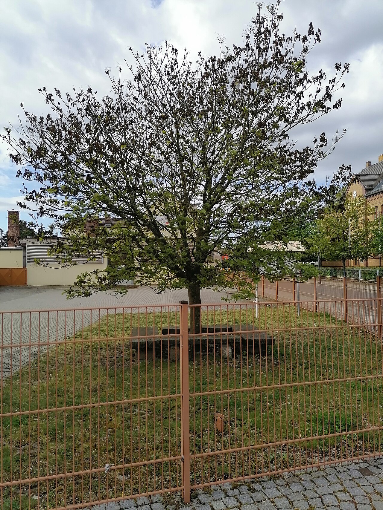 Danni alla pianta causati da gelate primaverili tardive