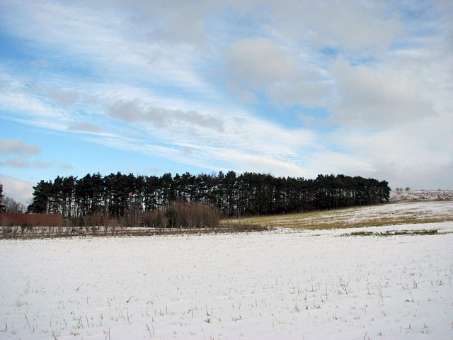 Fascia frangivento di alberi accanto alle superfici agricole