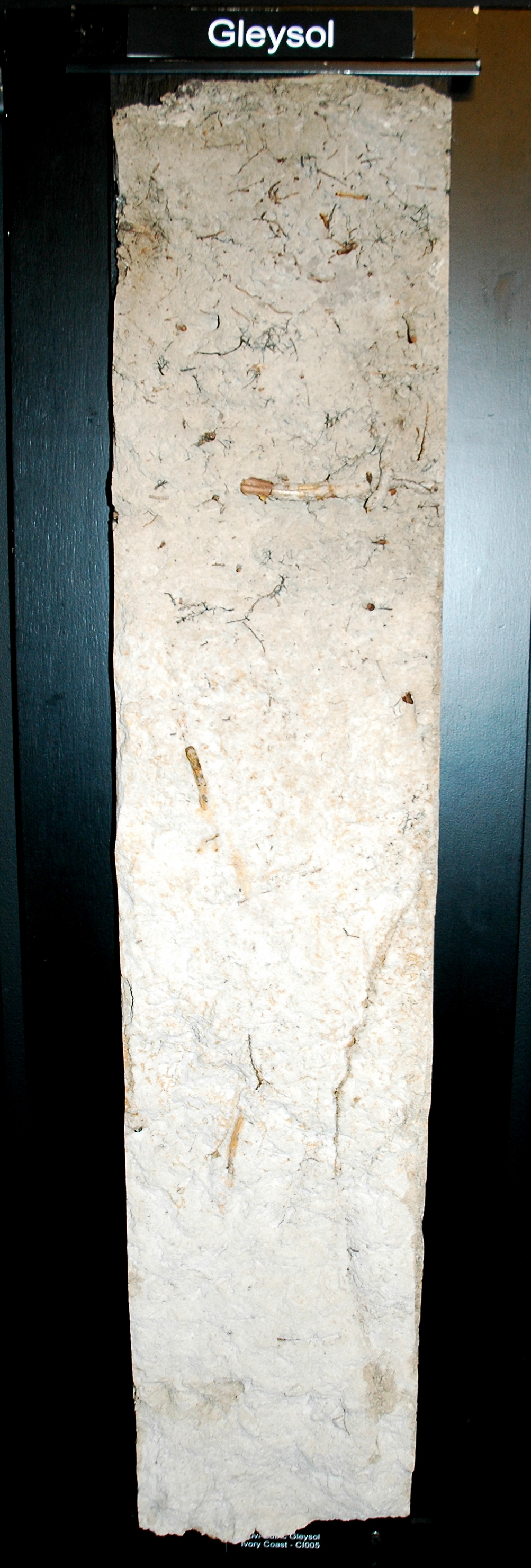 Monolite di suolo gleizzato (glei) — tipo di suolo che si forma in caso di saturazione periodica o permanente con l'acqua