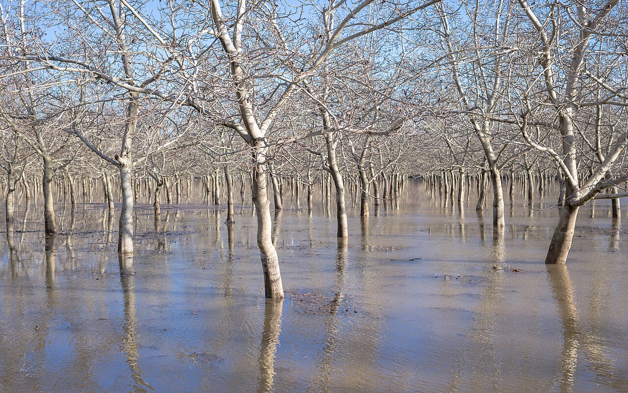 Frutteto allagato con alberi spogli