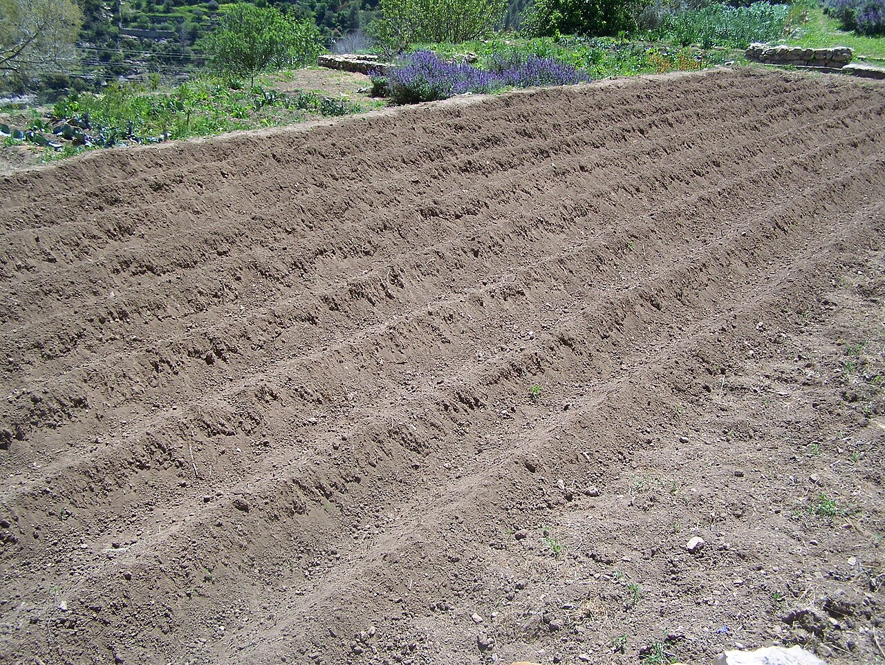 Trattore che arava un solco profondo con un aratro in preparazione del suolo