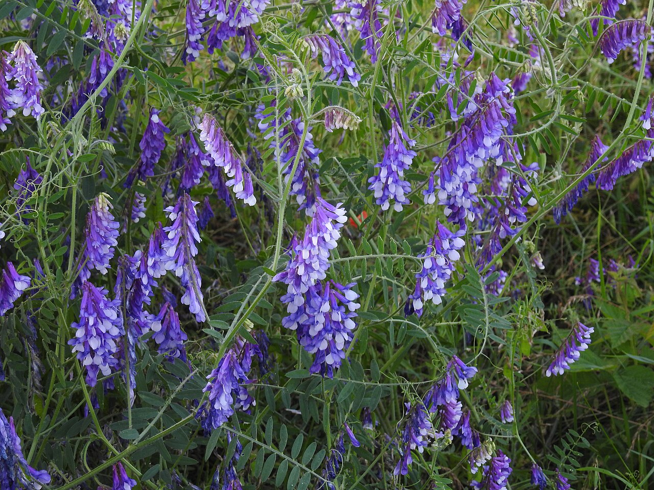 Veccia villosa invernale (Vicia villosa), leguminosa che fissa l'azoto atmosferico