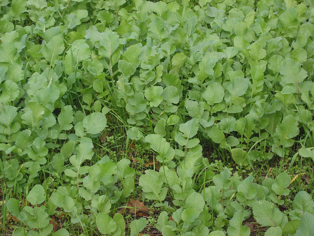 Ravanello da olio (Raphanus sativus subsp. oleiferus) come coltura per concimazione verde