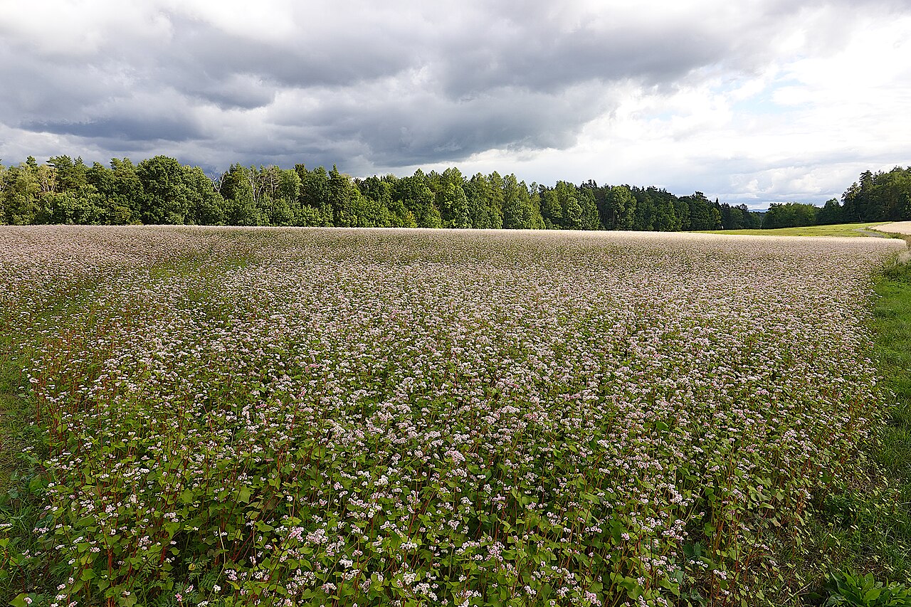 Campo di grano saraceno (Fagopyrum esculentum) in fiore, coltura di copertura estiva