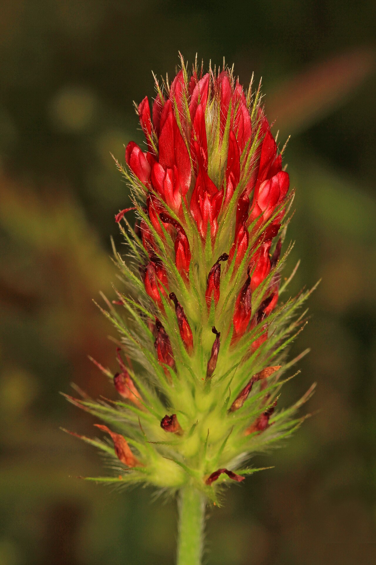 Trifoglio incarnato (trifoglio rosso, Trifolium incarnatum) in fiore, leguminosa per siderazione