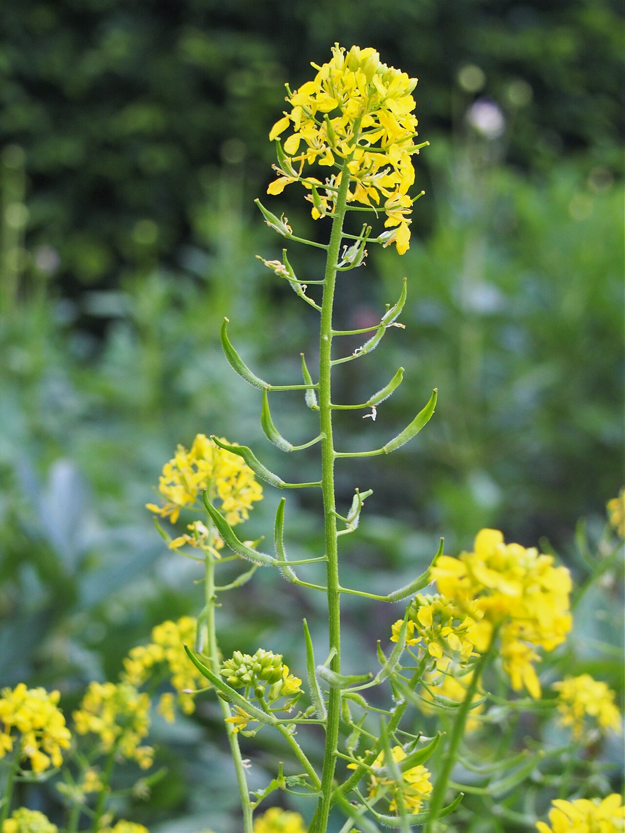 Senape bianca (Sinapis alba) in fiore, crucifera per concimazione verde
