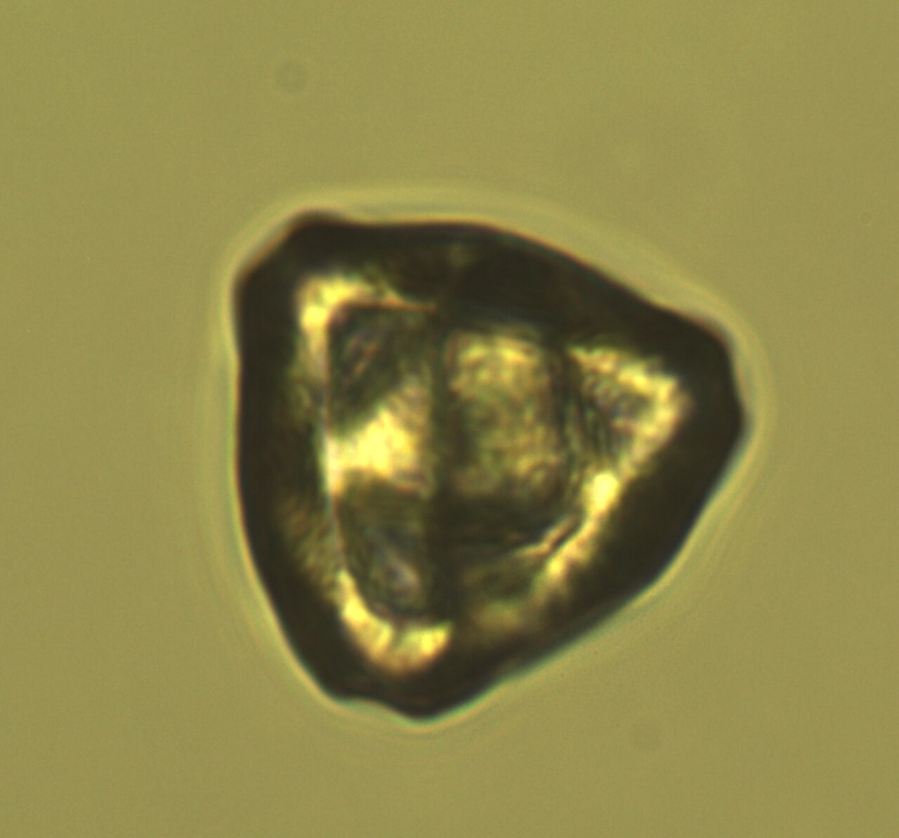 Grano di polline di nocciola al microscopio (ingrandimento 400x)