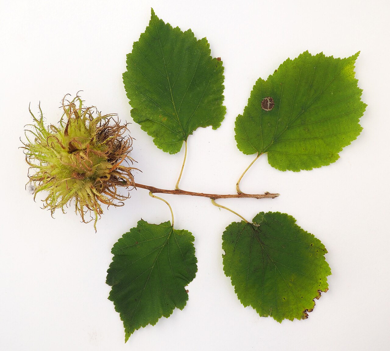 Nocciolo orsino (turco), Corylus colurna