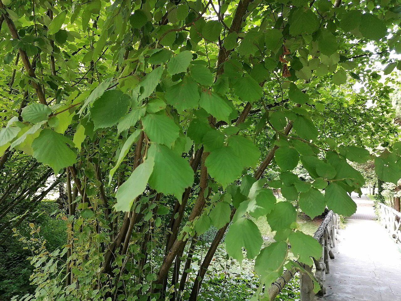 Noce di nocciola lombarda Corylus maxima con involucro più lungo del frutto
