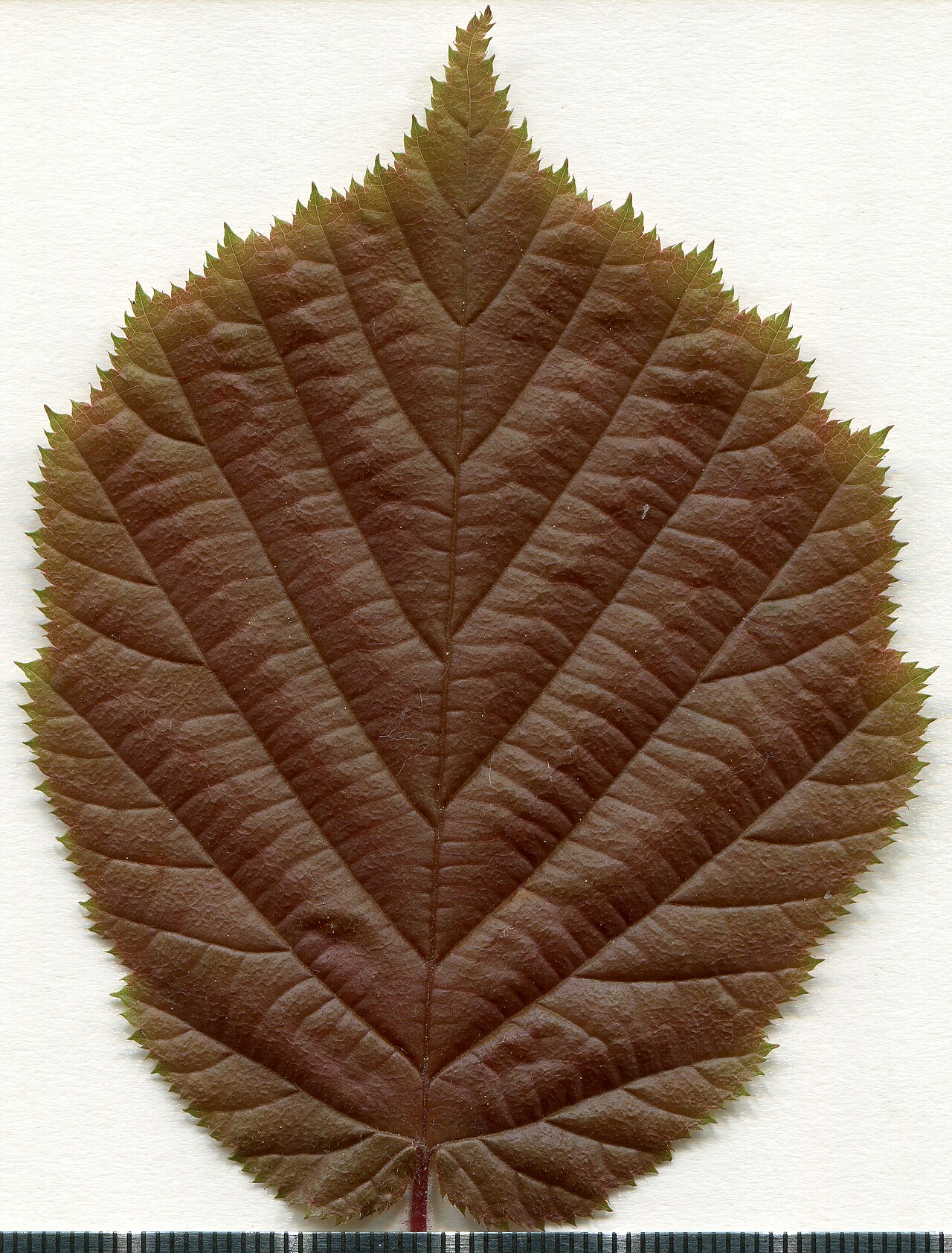 Esemplare d'erbario di nocciola (Corylus avellana) — caratteristiche morfologiche di foglie e frutti