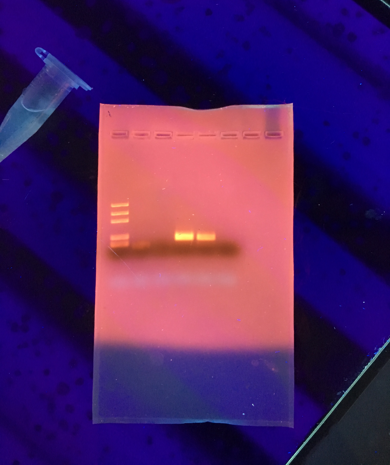 Gel di agarosio con frammenti di DNA separati dopo elettroforesi