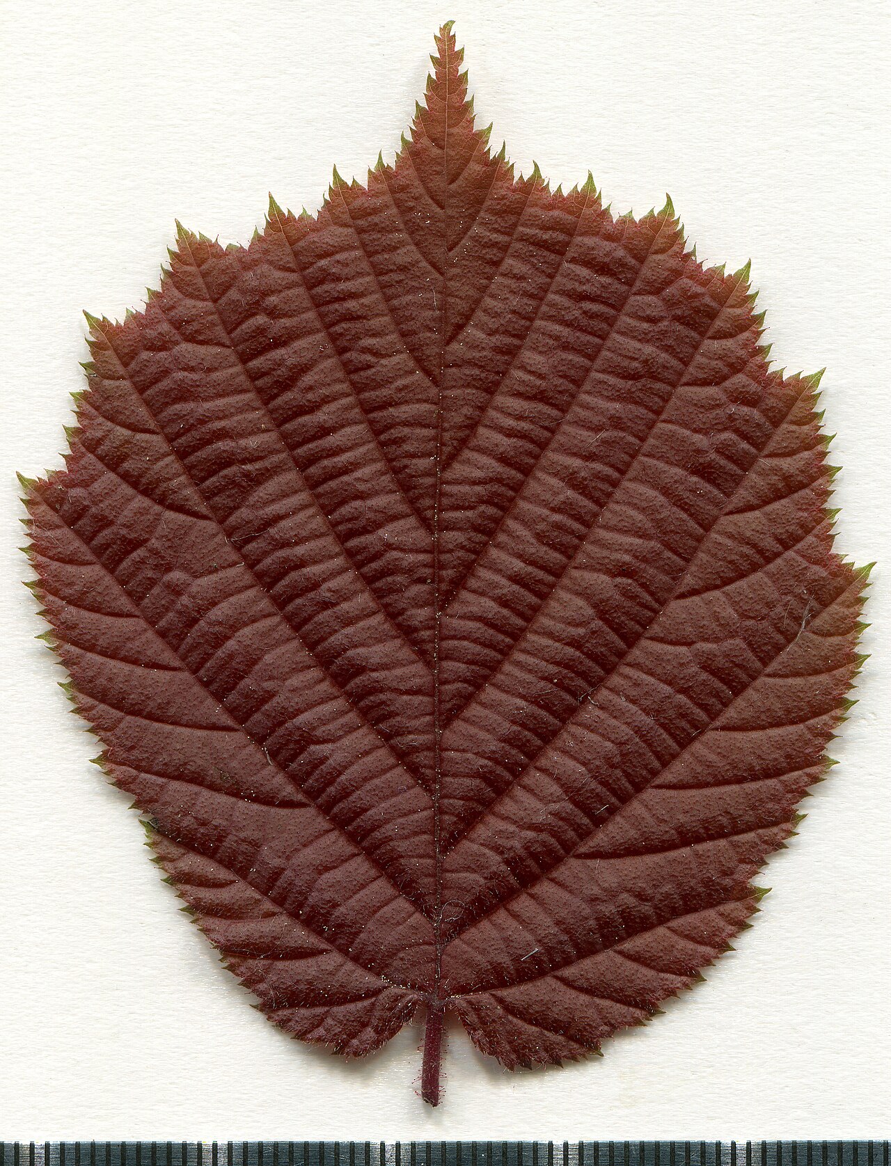 Foglio d'erbario di nocciola europea (Corylus avellana), ospite della Blight Filbert Orientale