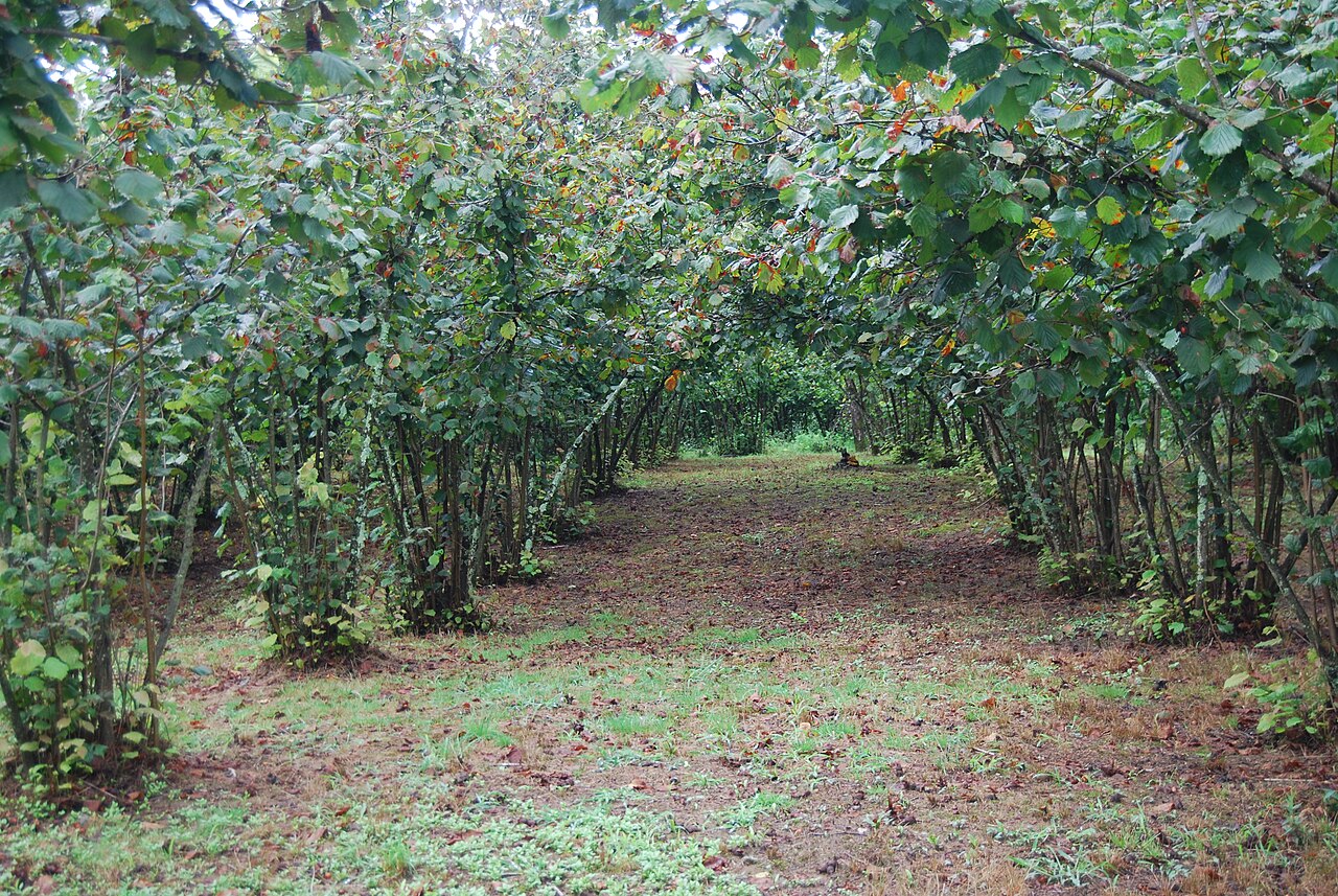 Arbusto della varietà Cosford (Corylus avellana 'Cosford') in inverno, coperto di amenti