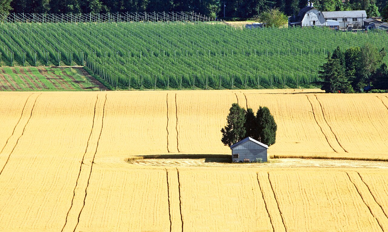 Hazelnut orchard with barn