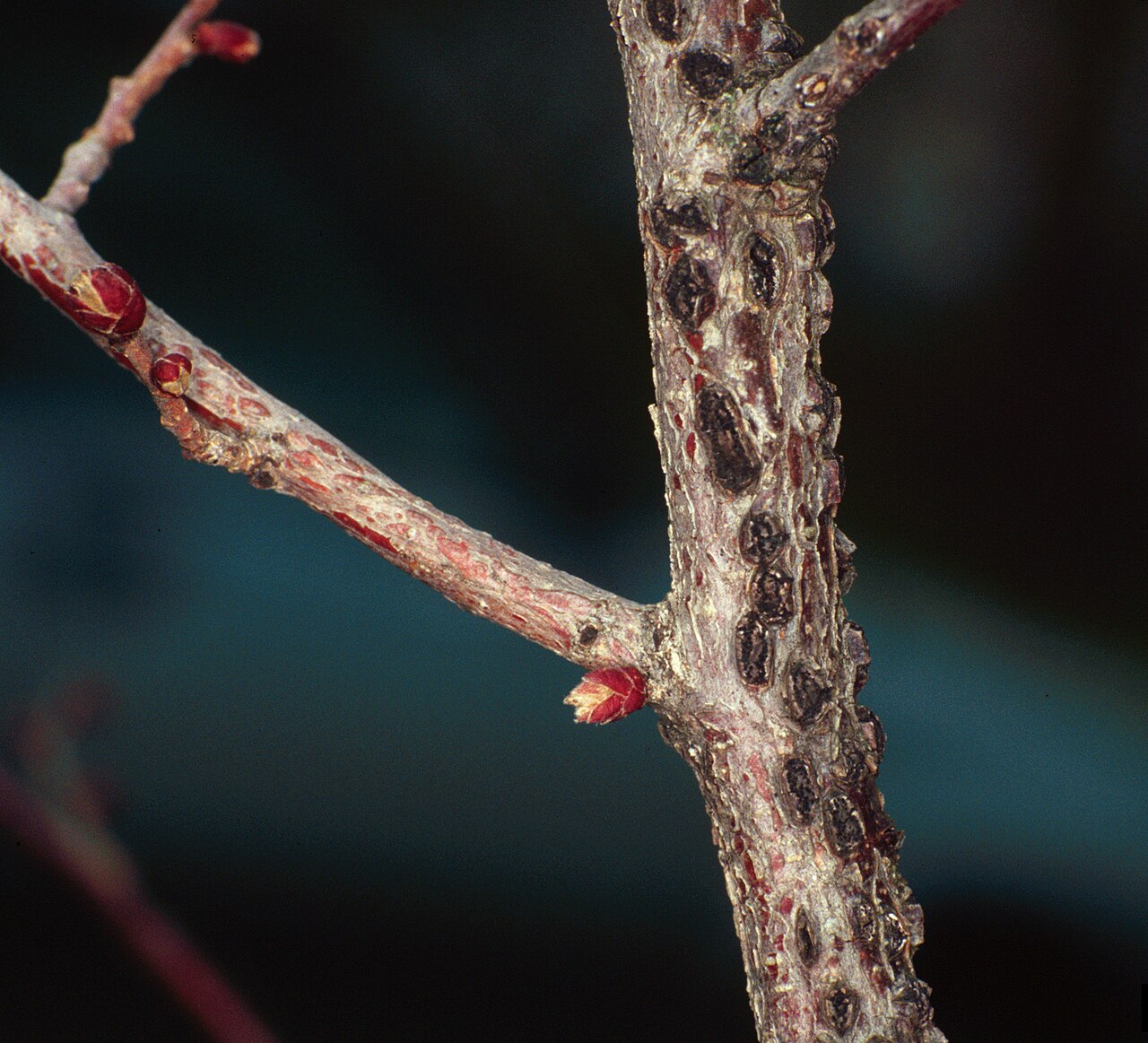 Cancro da marcescenza orientale del nocciolo (Anisogramma anomala) su un ramo di nocciolo