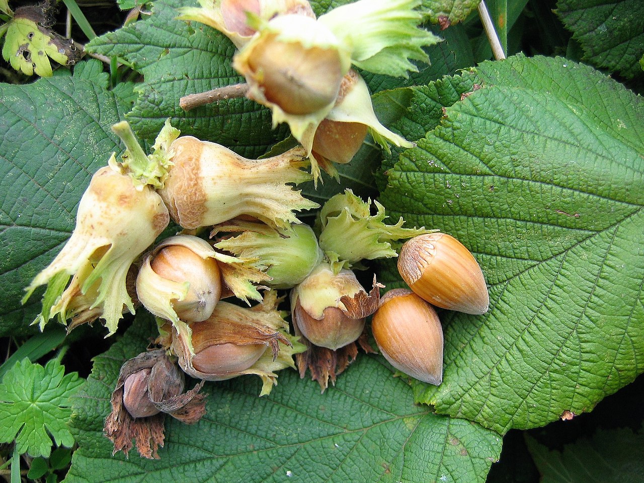Noccioli (Corylus avellana) nella brattea — rappresentazione generica