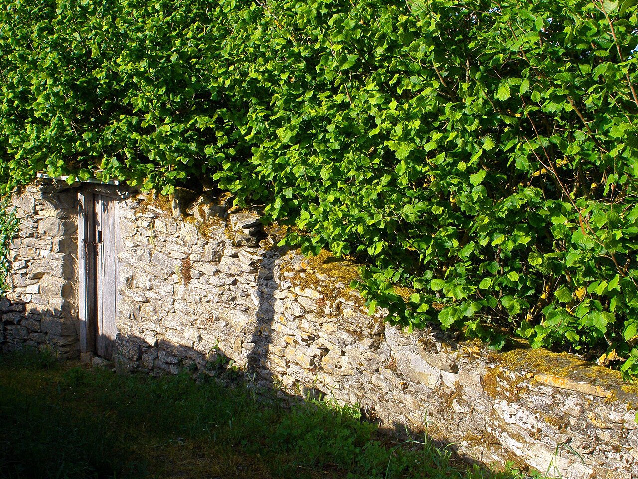 arbusto di nocciolo sopra un muro di pietra