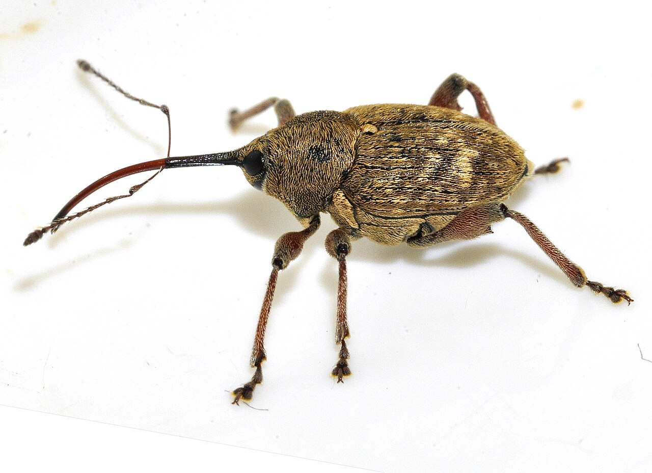 Curculio nucum, parassita delle varietà a guscio sottile