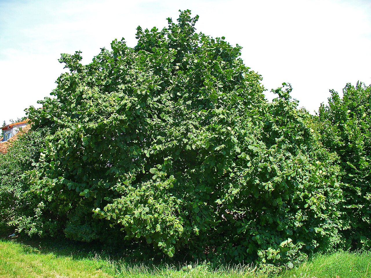 Foglia di nocciolo (Corylus avellana) di forma rotonda