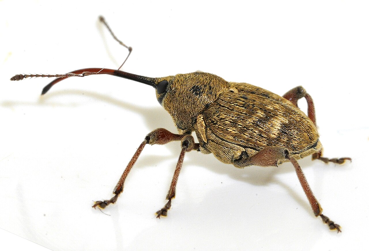 Curculio nucum, parassita dei frutti di nocciolo