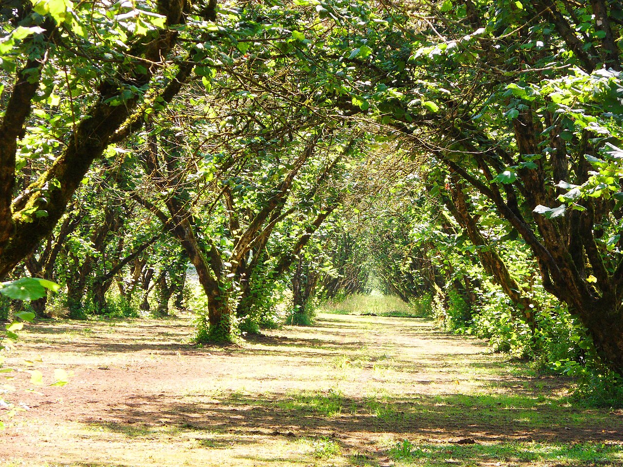 File di noccioleto