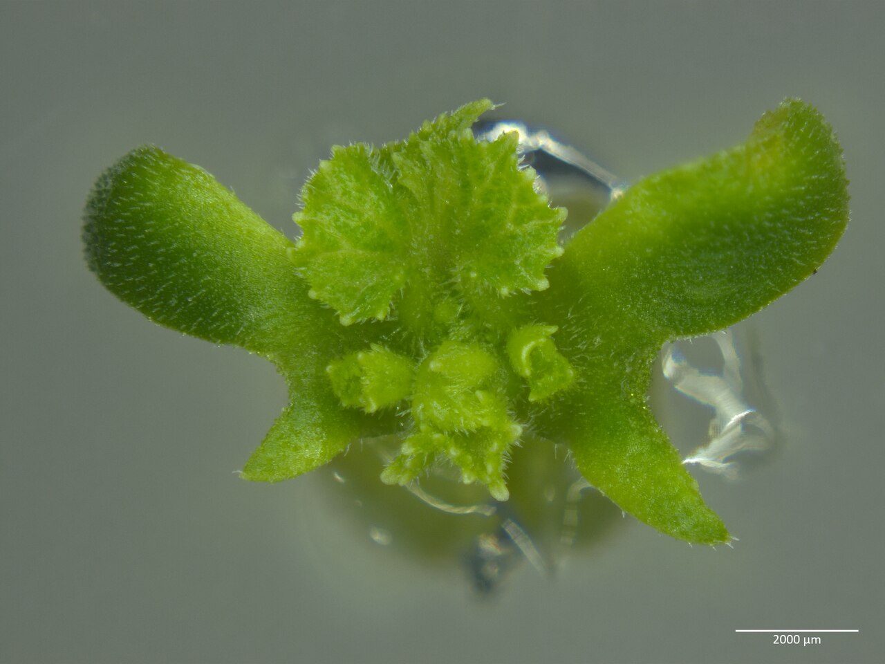 Piantina asettica coltivata in vitro su mezzo MS con citochinina (esempio cetriolo)