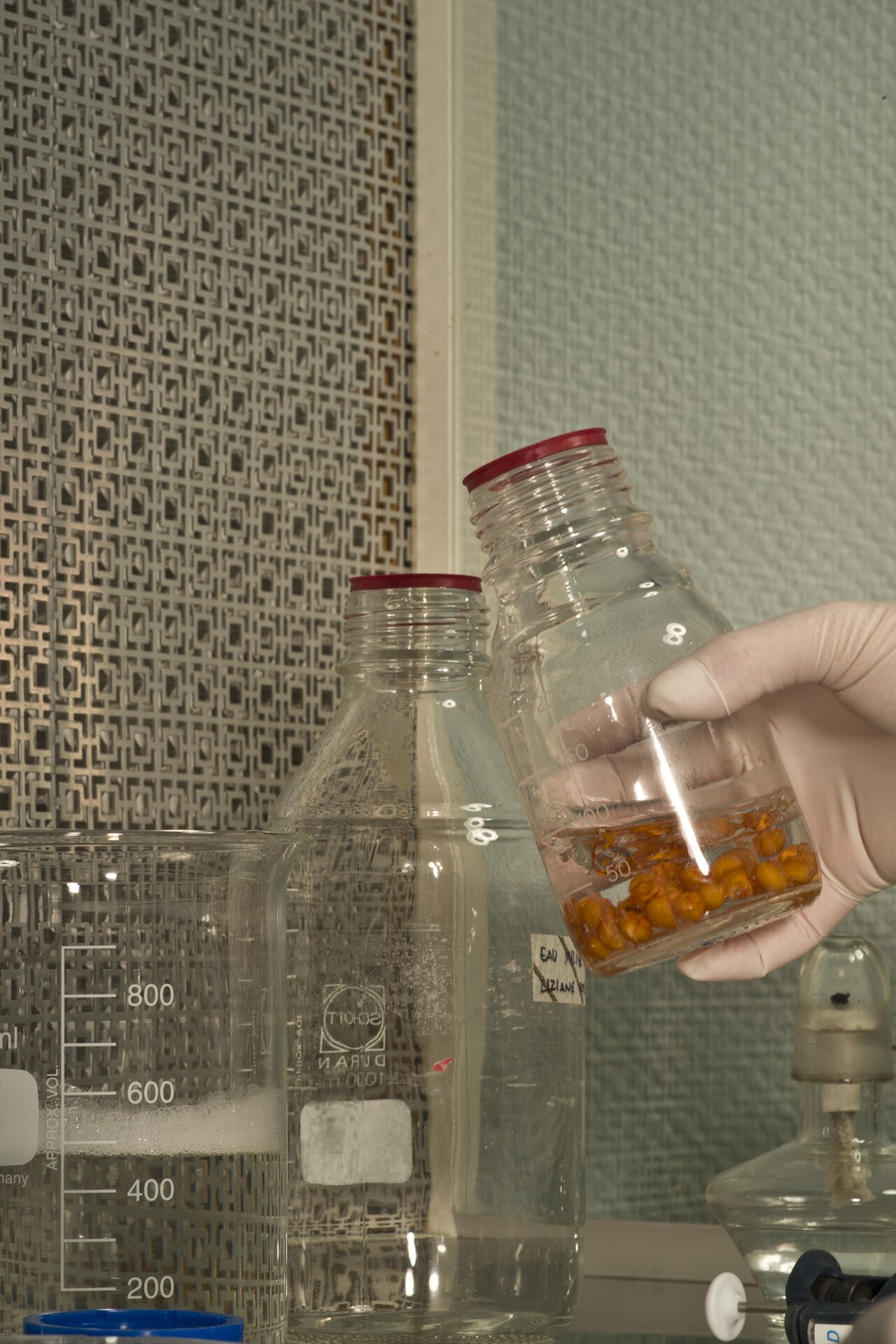 Disinfezione del materiale vegetale per l'introduzione in coltura in vitro (esempio chicco di mais)
