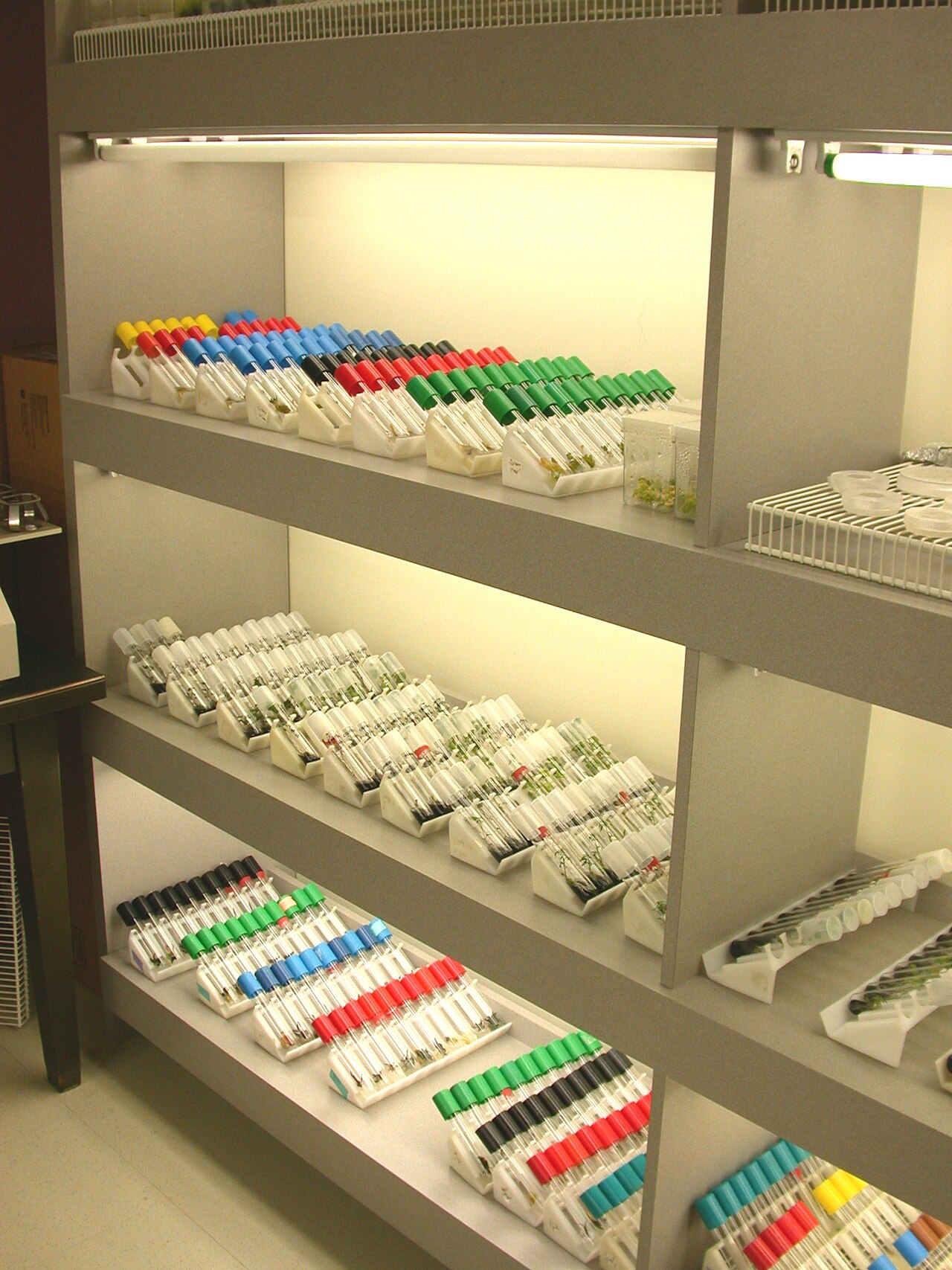 Piante in coltura in vitro in barattoli con mezzo nutritivo