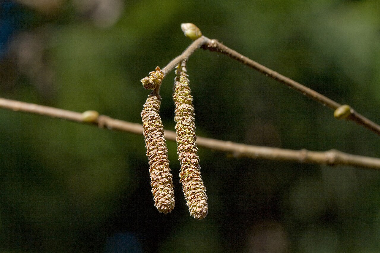 Albero di nocciolo comune (Corylus avellana) in ambiente naturale