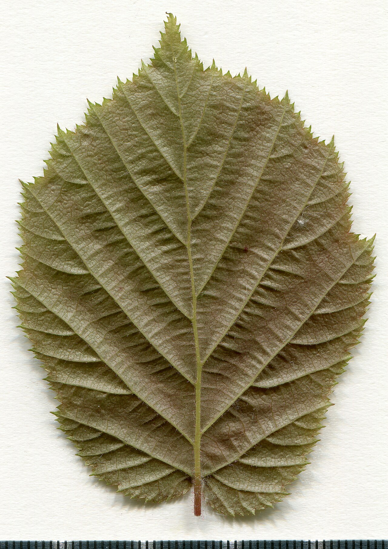 Esempio erbaristico di foglia di nocciolo comune (Corylus avellana)