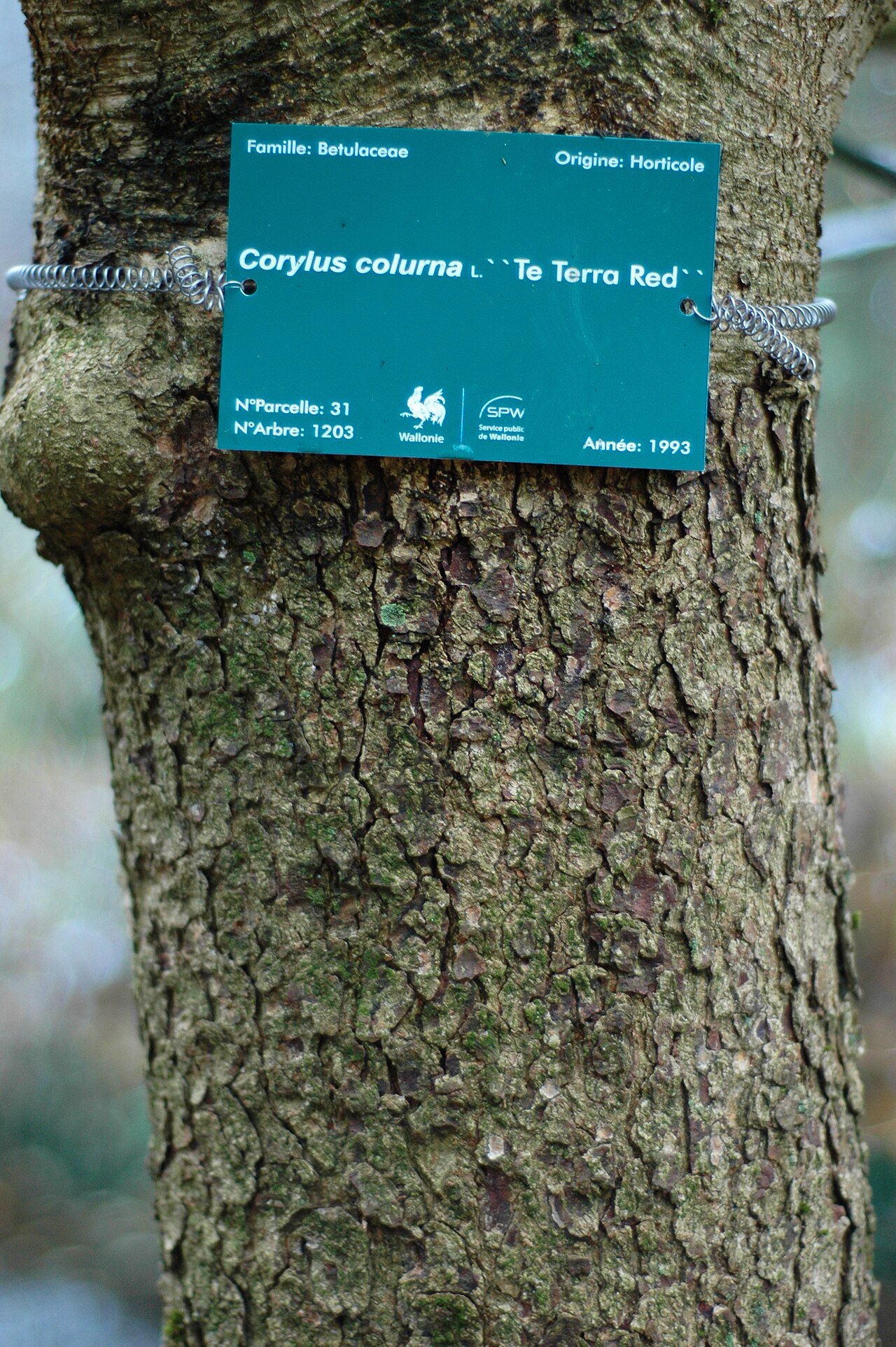 Nocciolo dell'Himalaya (Corylus colurna), portainnesto per piantine innestate a forma arborea