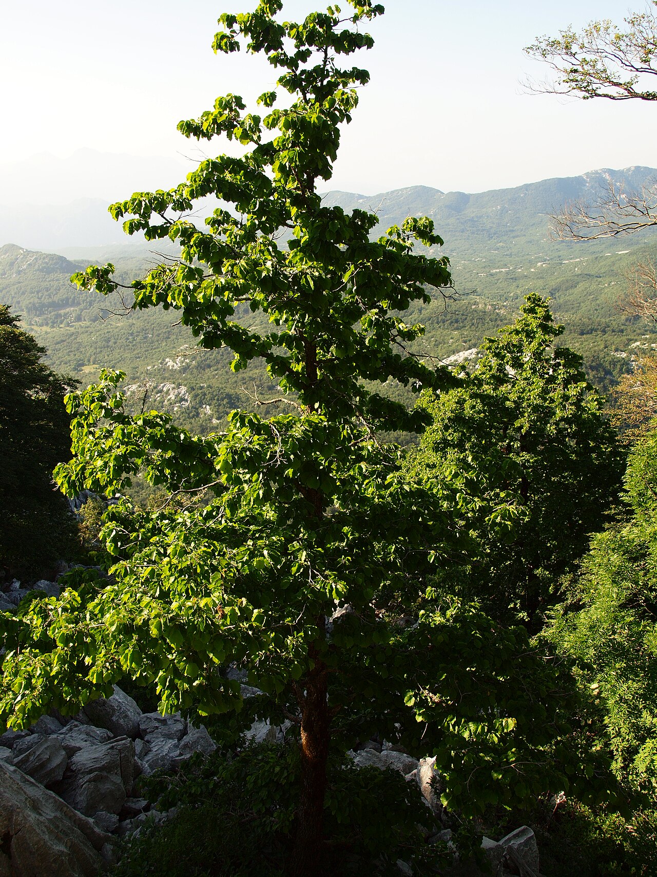 Albero di nocciolo in un paesaggio montano