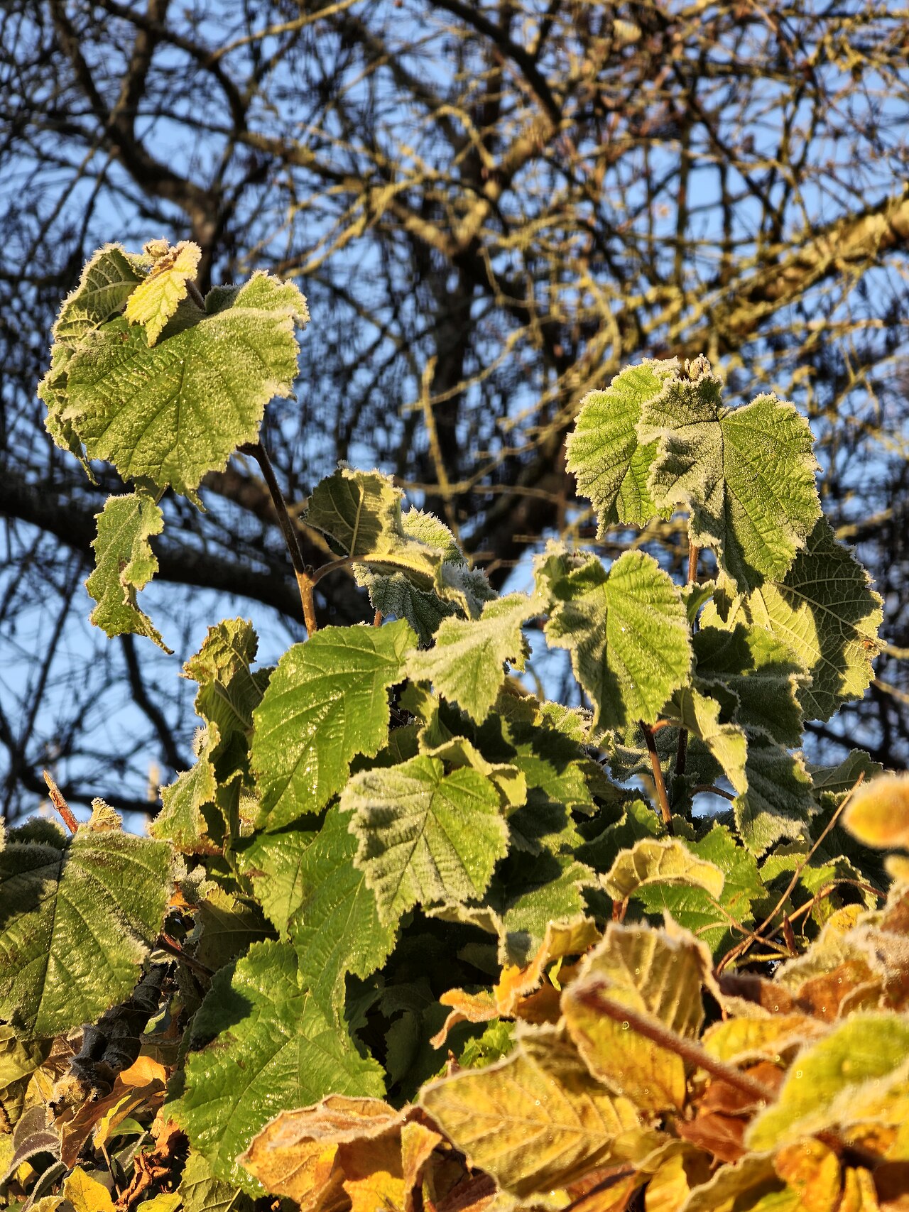 Foglie di nocciolo orsino (Corylus colurna)