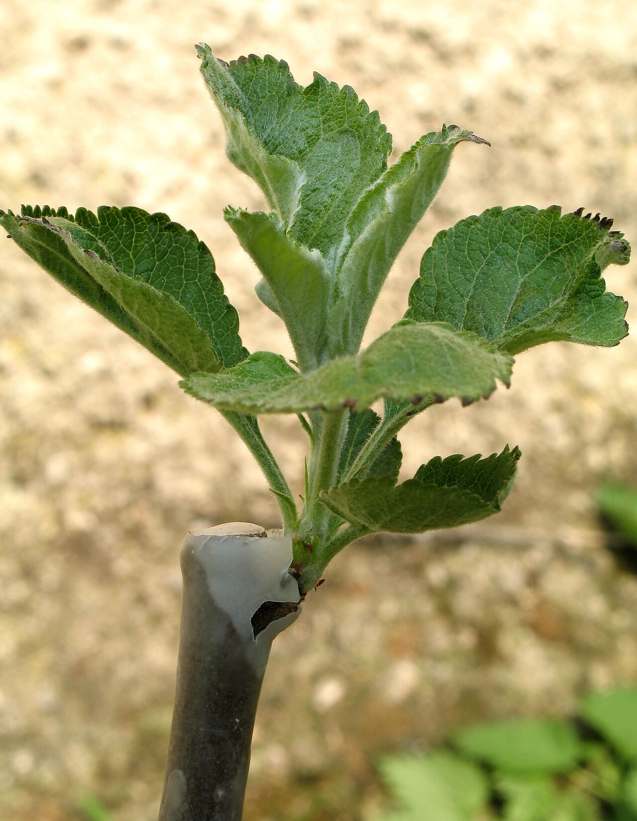 Nocciolo orsino (Corylus colurna) come albero a fusto unico